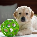 犬が人を遊びに誘っ…