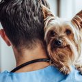 愛犬の世話を義理の…