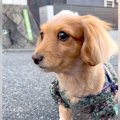 犬が散歩中に震えだ…