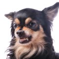 『攻撃的な犬』にや…