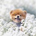 愛犬との生活に活か…