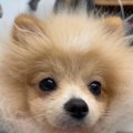 まるでちっちゃなラ…