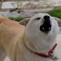 【獣医が教える】外…