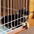 子犬の留守番はいつ…