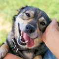犬が『触ってほしい…