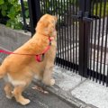 大型犬が散歩中、大…