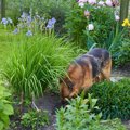 犬が地面を『ホリホ…