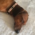 問題だらけの保護犬…