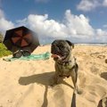 ウメとの～んびり! i…