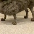 ボサボサの犬をトリ…