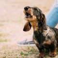犬はなぜ『遠吠え』…