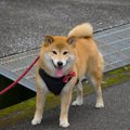 犬にとっては超危険…