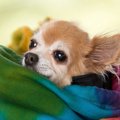 犬のおんぶは危ない…