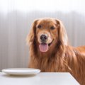 犬のご飯は毎日変え…