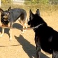 『警察犬の訓練所』…