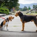 犬が緊張しがちな場…