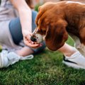 他人の犬に勝手にオ…