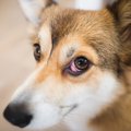 犬の『チェリーアイ…