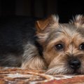 犬が寂しい時にする…