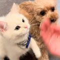 犬に『お手』と指示…