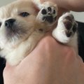 ちょっとだけペキニ…