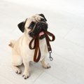 犬を散歩に連れて行…