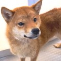 繁殖場から保護され…