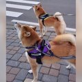 犬たちが『サイレン…