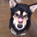 「捨て犬」として生…