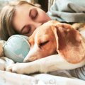 犬が飼い主に添い寝…