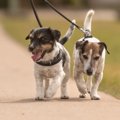 犬にも筋トレが必要…