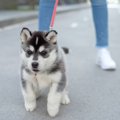 子犬のリードの選び…