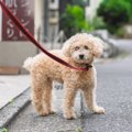 犬が『散歩中に立ち…