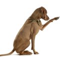 犬の『足の筋肉が衰…