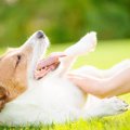 犬が飼い主の前で『…