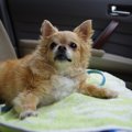 犬が知らない人に吠…