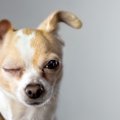 犬は目を細めている…