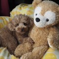 犬がぬいぐるみにマ…