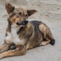 犬が『迷子』になる4…