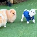 ドッグランに来た犬→…