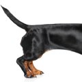 犬のしっぽが上に向…