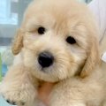 まるでぬいぐるみの…
