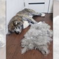 【話題】換毛期の秋…