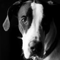 犬の悪質ブリーダー…