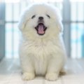 犬のケージ内に入れ…