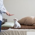 犬を『混乱させる』…