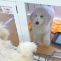 兄妹犬の1匹をお迎え…