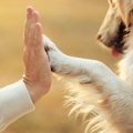 犬が亡くなる前にあ…