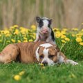 ペットのブタと犬を…