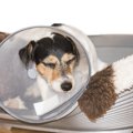 犬が痛みを感じてい…